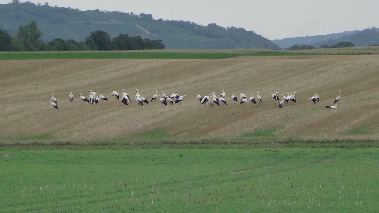 Gite Le Petit Moulin Rosenwiller Dış mekan fotoğraf